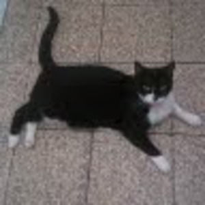 Meet your Posher, Sofia elena